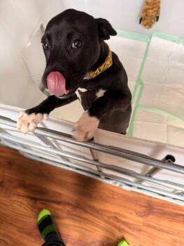 Cricket -  Labrador Retriever and Terrier Dog Available for Adoption in Oswego, South Carolina - Cricket | PetCurious