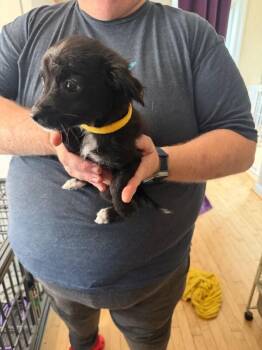 Blue Fish -  Chihuahua and Miniature Poodle Dog for Adoption in Partlow, Virginia - Blue Fish | PetCurious