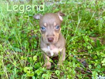 Legend -  Labrador Retriever and Chihuahua Dog for Adoption in Winder, Georgia - Legend | PetCurious