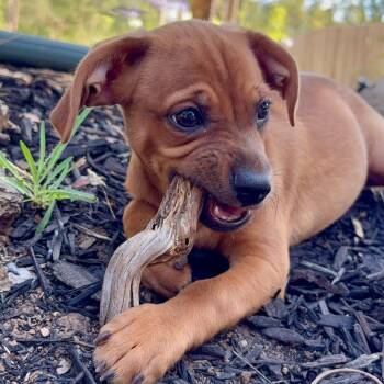 Oscar -  Chihuahua and Dachshund Dog for Adoption in Citrus Heights, California - Oscar | PetCurious