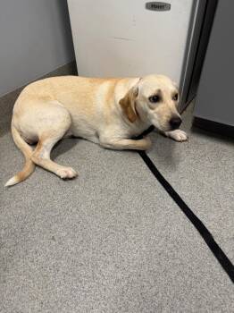 Pink -  Labrador Retriever and Pit Bull Terrier Dog for Adoption in Bloomington, Indiana - Pink | PetCurious