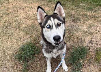 OPAL -  Siberian Husky Dog for Adoption in Colorado Springs, Colorado - OPAL | PetCurious