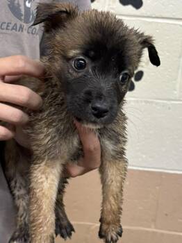 Pit Bull Terrier Dogs Available for Adoption in Swainsboro, Georgia - Nellie | PetCurious