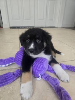 Labrador Retriever Dogs Available for Adoption in The Woodlands, Texas - Morgan | PetCurious