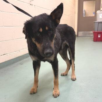 Mixed Breed Dogs Available for Adoption in Memphis, Tennessee - Asher | PetCurious