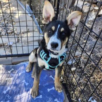 Border Collie Dogs Available for Adoption in Parker, Colorado - 361 (2026) Venus | PetCurious