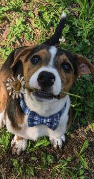 Border Collie and Labrador Retriever Dogs Available for Adoption in Mount Laurel Township, New Jersey - Border Collie, Lab Mix Puppies | PetCurious
