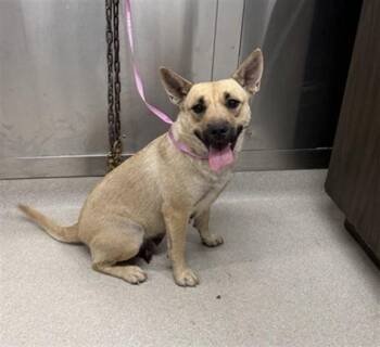 BLANCHO -  Pit Bull Terrier and Husky Dog for Adoption in Fairbanks, Alaska - BLANCHO | PetCurious