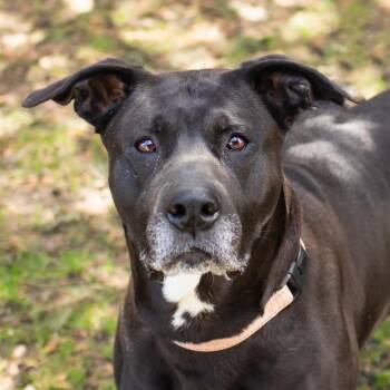 Mixed Breed Dogs Available for Adoption in Middletown, Rhode Island - Moxie | PetCurious