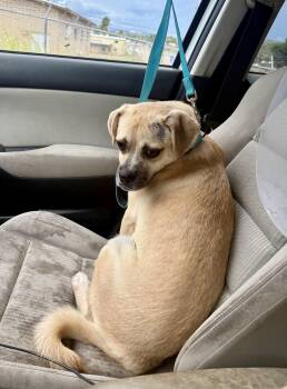 Nacho -  Pug Dog for Adoption in Tucson, Arizona - Nacho | PetCurious