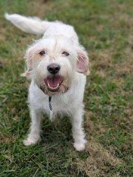 Petit Basset Griffon Vendeen Dogs Available for Adoption in Ocean Township, New Jersey - Nugget- Scruffy Cutness | PetCurious