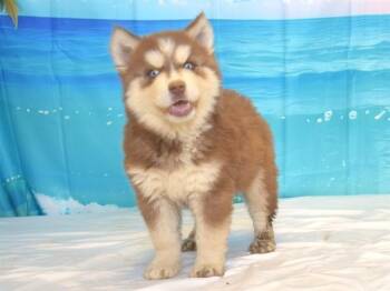DIESEL -  Husky and Mixed Breed Dog Available for Adoption in Oroville, California - DIESEL | PetCurious