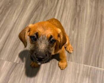 Minnie -  Coonhound and Mixed Breed Dog for Adoption in Paducah, Kentucky - Minnie | PetCurious