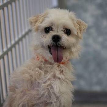 Lil Oak (AG26-39) -  Maltese Dog for Adoption in Peyton, Colorado - Lil Oak (AG26-39) | PetCurious