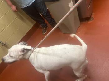 Friga -  Mixed Breed Dog Available for Adoption in Douglasville, Georgia - Friga | PetCurious
