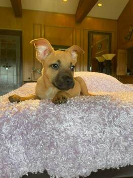 Black Mouth Cur and Boxer Dogs Available for Adoption in Boerne, Texas - Gilda | PetCurious