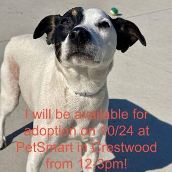 Ozzy -  Jack Russell Terrier Dog for Adoption in Matteson, Illinois - Ozzy | PetCurious