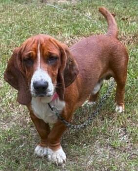 BRAMBLE -  Basset Hound Dog for Adoption in Hamilton, New Jersey - BRAMBLE | PetCurious