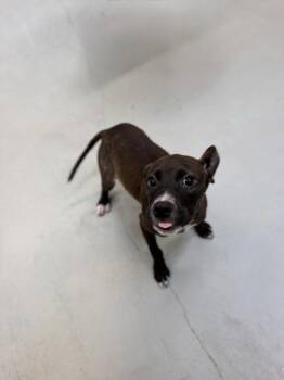 Boston - P -  American Staffordshire Terrier and Mixed Breed Dog for Adoption in Daytona Beach, Florida - Boston - P | PetCurious