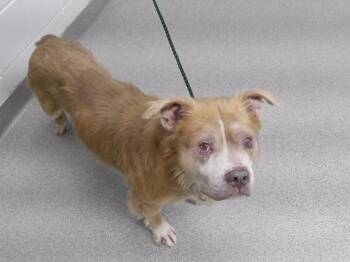 GARFIELD -  American Bulldog and Mixed Breed Dog for Adoption in Omaha, Nebraska - GARFIELD | PetCurious