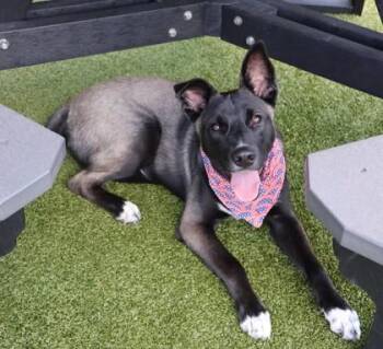 Bandit -  Mixed Breed Dog for Adoption in Athens, Georgia - Bandit | PetCurious