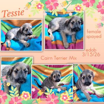 Yorkshire Terrier and Australian Terrier Dogs Available for Adoption in Missouri City, Texas - Tessie WA14425-T LOCAL Adoption Event In Bellevue 5-24 | PetCurious