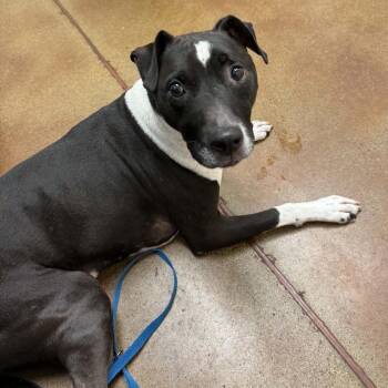 Bocephus D12972 -  Pit Bull Terrier and Mixed Breed Dog for Adoption - Bocephus D12972 | PetCurious