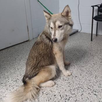 Bruce -  Husky and Mixed Breed Dog for Adoption in Hattiesburg, Mississippi - Bruce | PetCurious