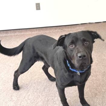 Darrin -  Black Labrador Retriever Dog for Adoption in Brentwood, Missouri - Darrin | PetCurious