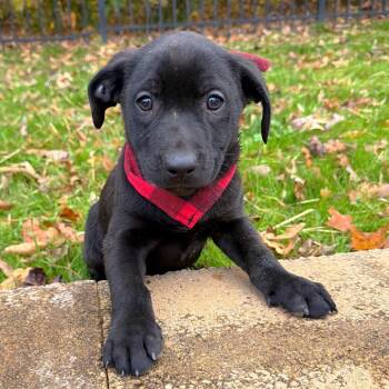 Rescue Mixed Breed Dogs for Adoption in Brownsboro, Alabama - Wheat Thin | PetCurious