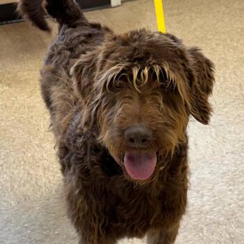 Mixed Breed Dogs Available for Adoption in Cumming, Georgia - Mossy 22518 | PetCurious