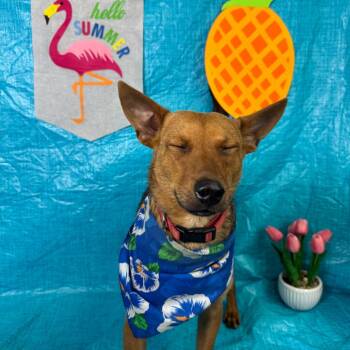 Terrier and Mixed Breed Dogs Available for Adoption in Fresno, California - Bruno | PetCurious