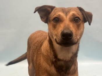 Juniper -  Black Mouth Cur and Mixed Breed Dog for Adoption in Golden Valley, Minnesota - Juniper | PetCurious