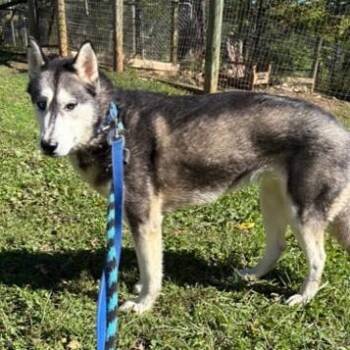 Enid -  Siberian Husky Dog for Adoption in Phoenixville, Pennsylvania - Enid | PetCurious