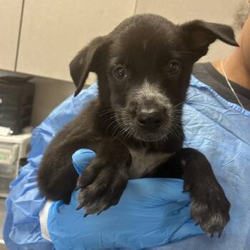 Apple -  Retriever and Mixed Breed Dog for Adoption in San Antonio, Texas - Apple | PetCurious