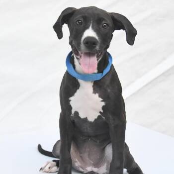 Juliette -  American Bulldog and Mixed Breed Dog for Adoption in South Elgin, Illinois - Juliette | PetCurious