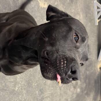 Creed -  Black Labrador Retriever and American Staffordshire Terrier Dog for Adoption in Murray, Kentucky - Creed | PetCurious