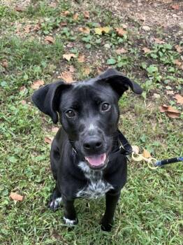 Amelia -  Mixed Breed Dog for Adoption in Alexandria, Virginia - Amelia | PetCurious