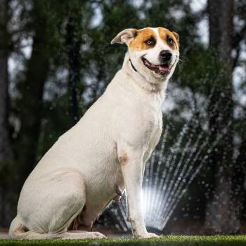 Kendall -  Mixed Breed Dog for Adoption in Jupiter, Florida - Kendall | PetCurious