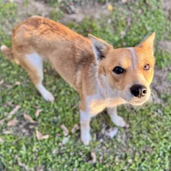 Australian Cattle Dog Blue Heeler and Mixed Breed Dogs Available for Adoption - CINDY KISS | PetCurious