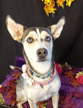 Rescue Siberian Husky and Pit Bull Terrier Dogs for Adoption in Salt Lake City, Utah - Kokomo | PetCurious