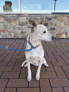 Cattle Dog and Chihuahua Dogs Available for Adoption - Floyd | PetCurious