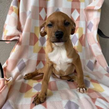 Jorts -  Labrador Retriever and Mixed Breed Dog for Adoption in Carencro, Louisiana - Jorts | PetCurious
