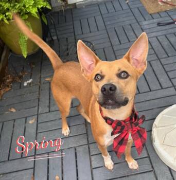 Spring #winsome-personality -  Carolina Dog Dog for Adoption in Houston, Texas - Spring #winsome-personality | PetCurious