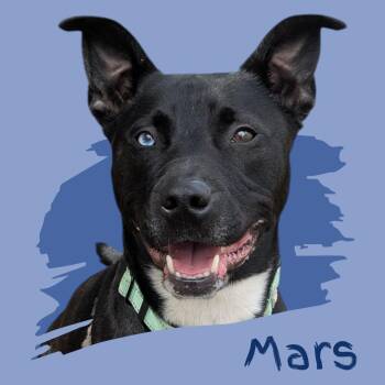 Pit Bull Terrier and Cattle Dog Dogs Available for Adoption in Manchester, New Hampshire - Mars | PetCurious