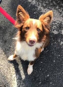 Australian Shepherd Dogs Available for Adoption in Ontario, California - Kai Aka Kyle | PetCurious
