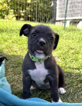 Daisey (Female) Avail 10/29 Halloween Puppies -  Schnauzer and Boxer Dog for Adoption in West Grove, Pennsylvania - Daisey (Female) Avail 10/29 Halloween Puppies | PetCurious