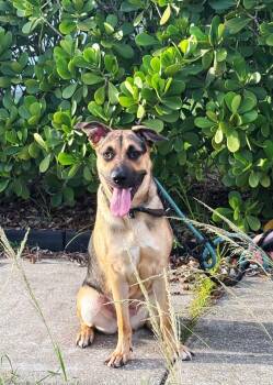 Rescue German Shepherd Dog Dogs for Adoption in Pompano Beach, Florida - Frannie | PetCurious
