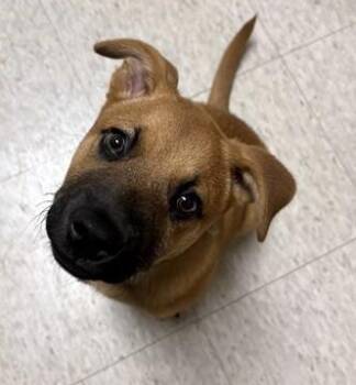 Black Mouth Cur Dogs Available for Adoption in Plano, Texas - Hercules A217631 | PetCurious