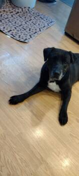 Jeremy -  Labrador Retriever Dog for Adoption in Liverpool, New York - Jeremy | PetCurious
